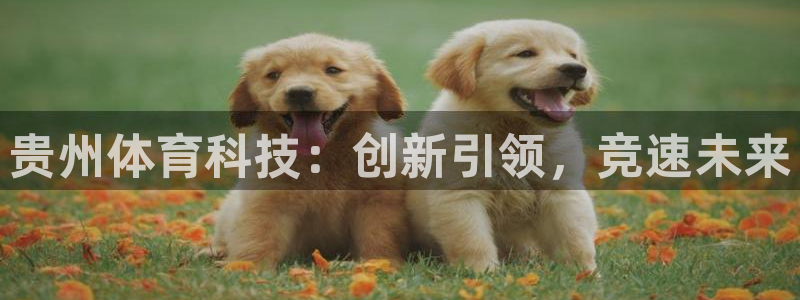 贵州体育科技：创新引领，竞速未来